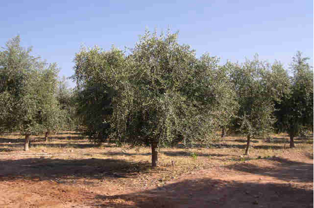 Árbol de aceitunas